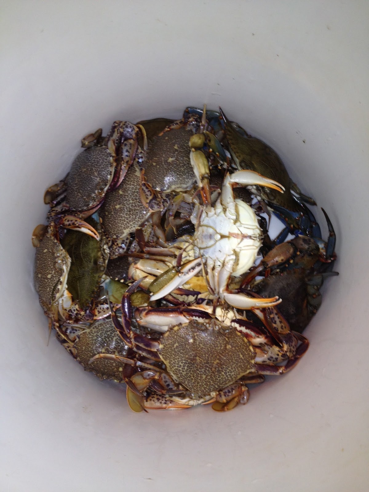 Grow. Eat. Live. Crabbing in Long Island